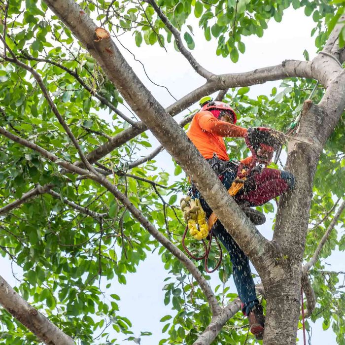 Tree-Crowning.jpg